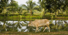 Rural scene in south west Bangladesh